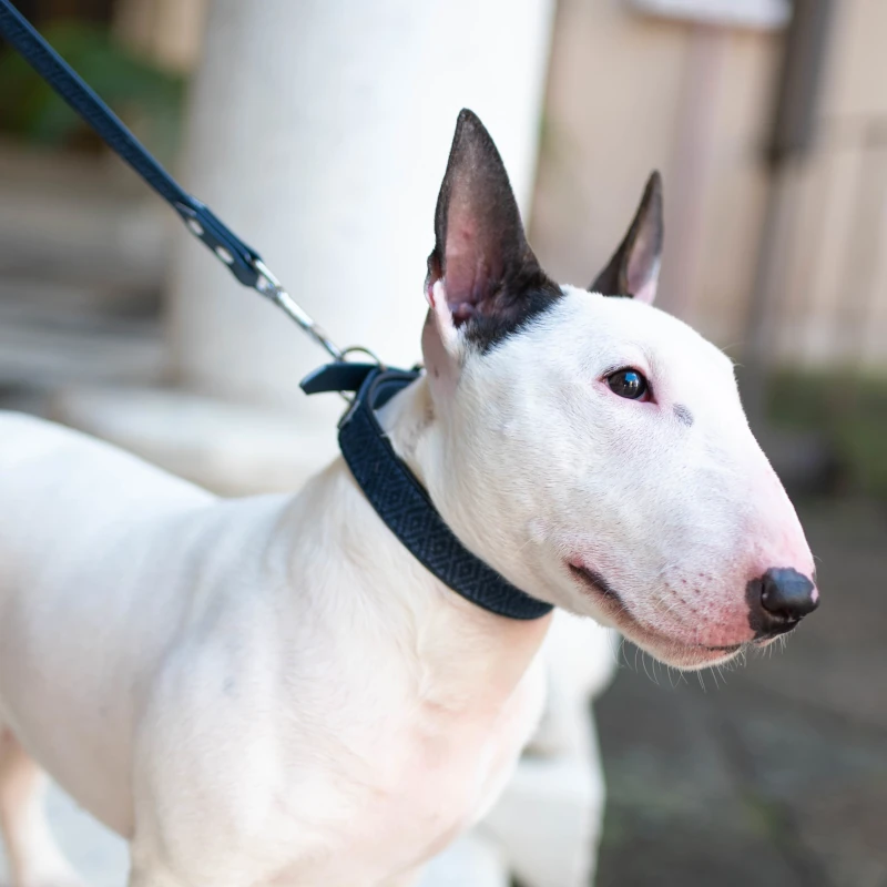 Toscani Edizioni speciali Tuareg collare per cani blu