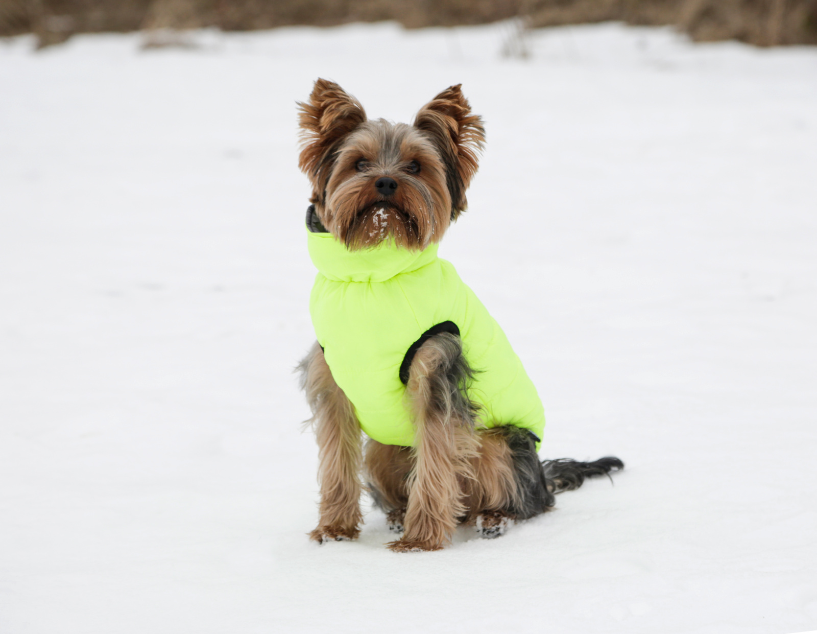 Kerbl Charmonix Quilted Coat cappotto cane reversibile