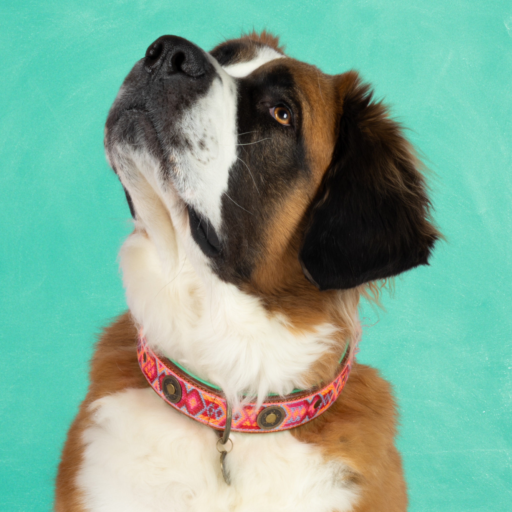 Dog with a Mission Boho Rosa Collare Cane XXL 58-65 cm