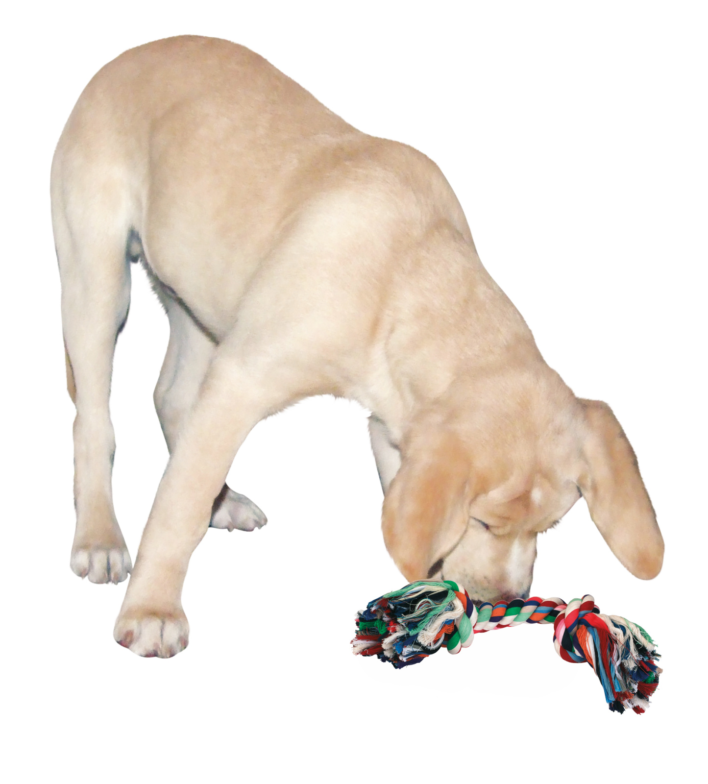 Kerbl Pet Tooth Bone giocattolo osso dentale per cani