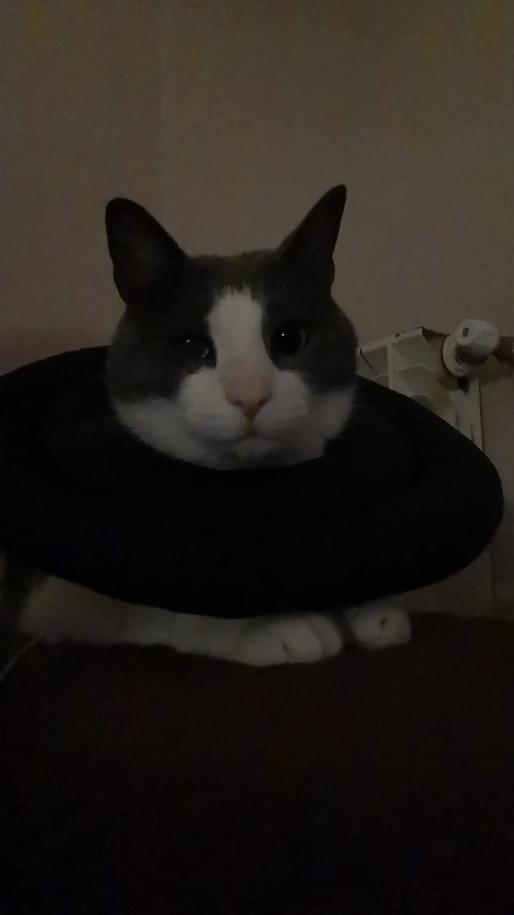 OHCOZZY Collare Elisabettiano Gatto M Azzurro Cotone