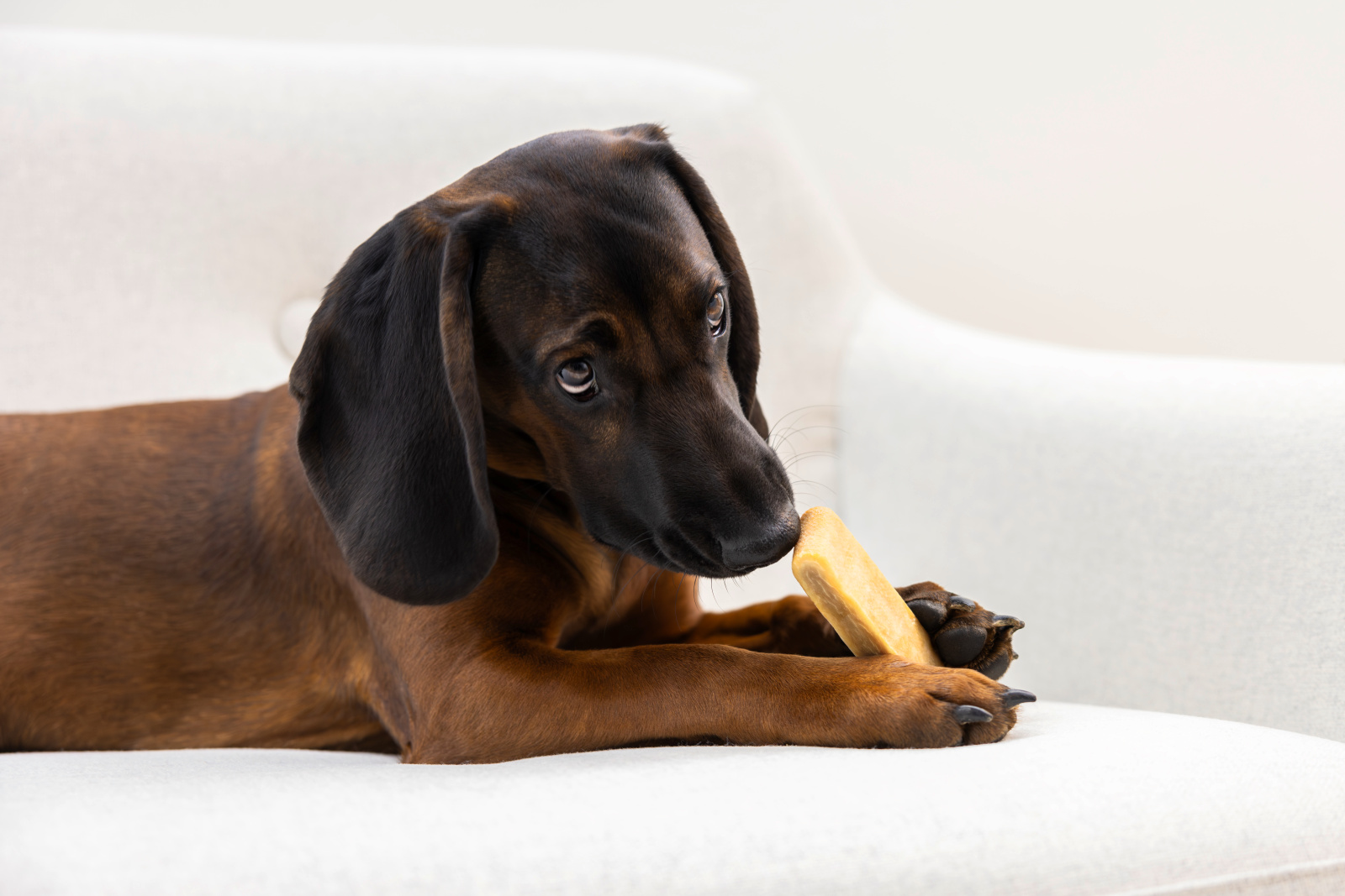 Kerbl Dog Chewing Cheese snack formaggio cane