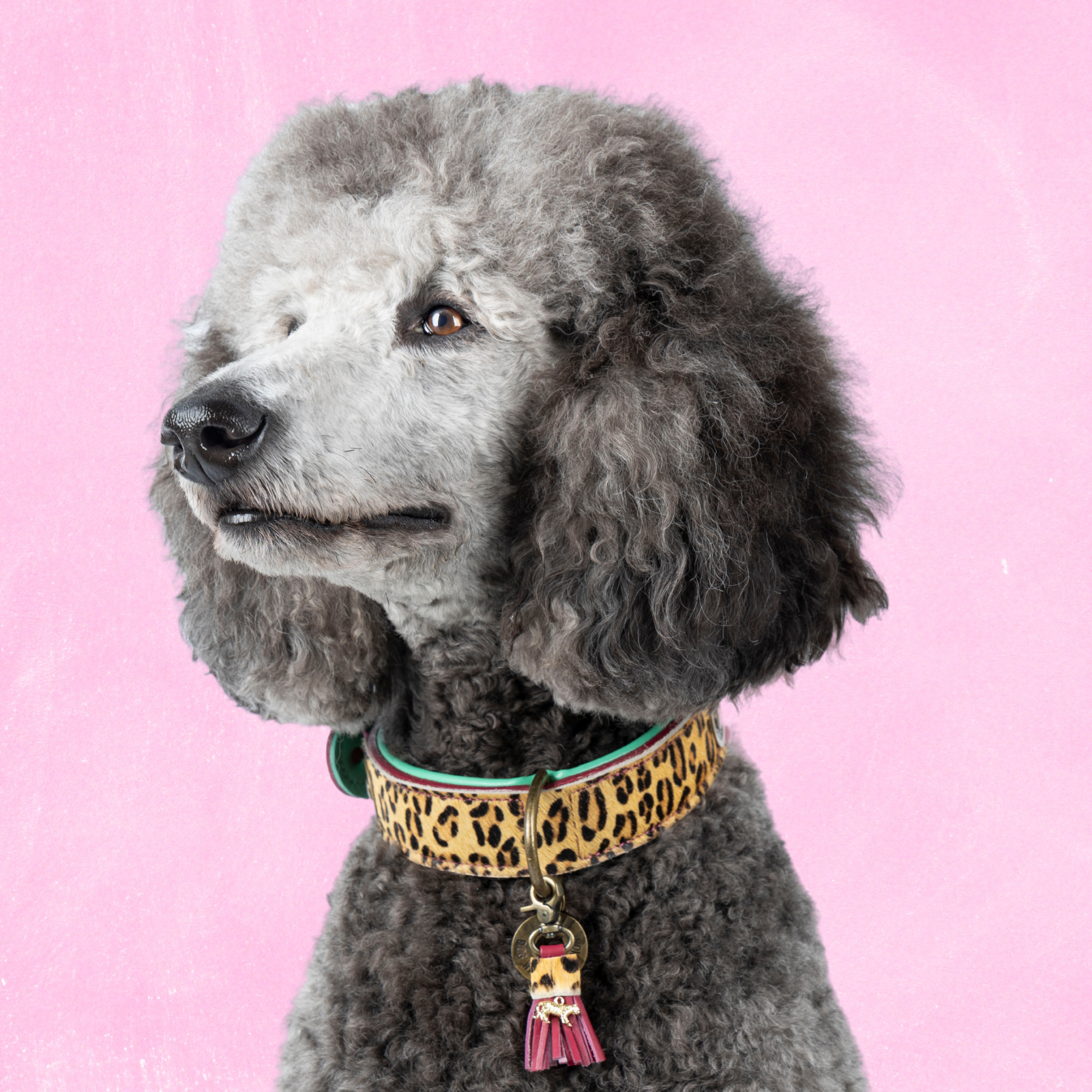 Dog with a Mission Lou Lou XL collare cane pelle bordeaux