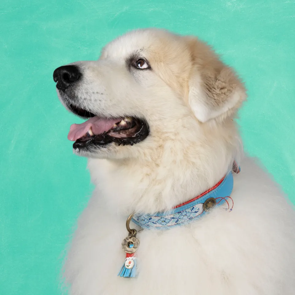 Dog with a Mission Dutchie XXL collare cane pelle perline blu