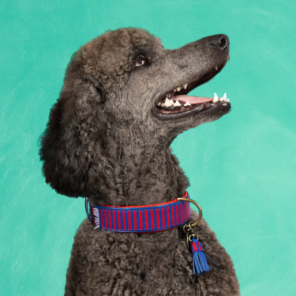 Dog with a Mission Mr Clooney collare cane XL rosso blu righe