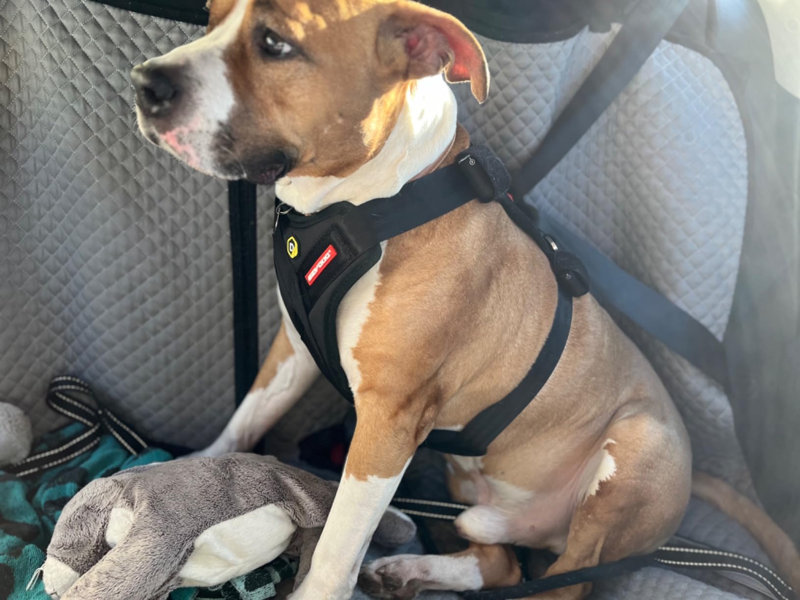 EzyDog Travel Drive Pettorina Auto Cane S Nero Crash-Test