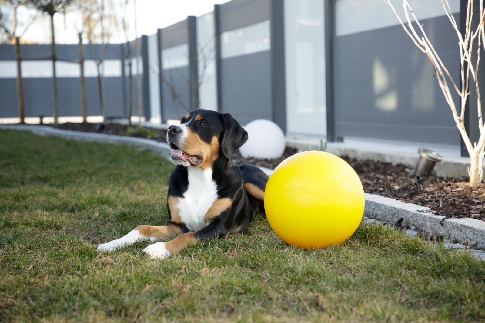 Kerbl Dog Toy palla gioco galleggiante per cani attiva