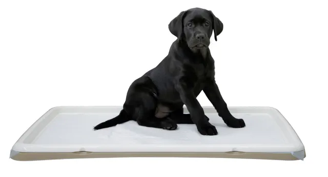 Kerbl Pet Puppy Toilet XL vassoio igienico cuccioli plastica