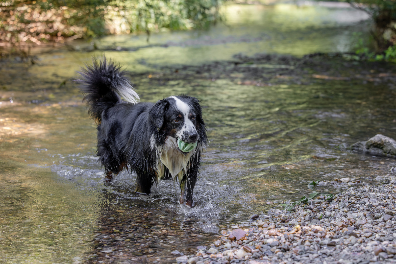 Kerbl Pet Ball palla gioco cane galleggiante TPE