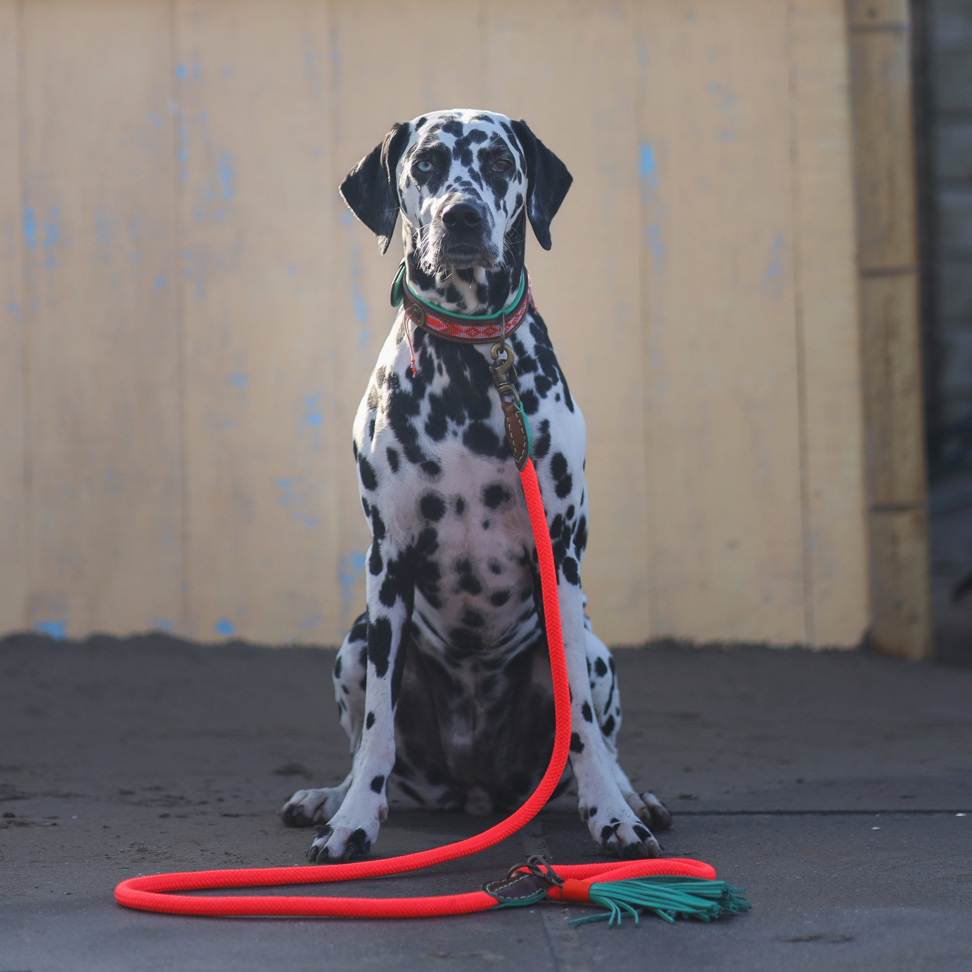 Dog with a Mission Carrot Cake Classic Guinzaglio L Arancione 155 cm