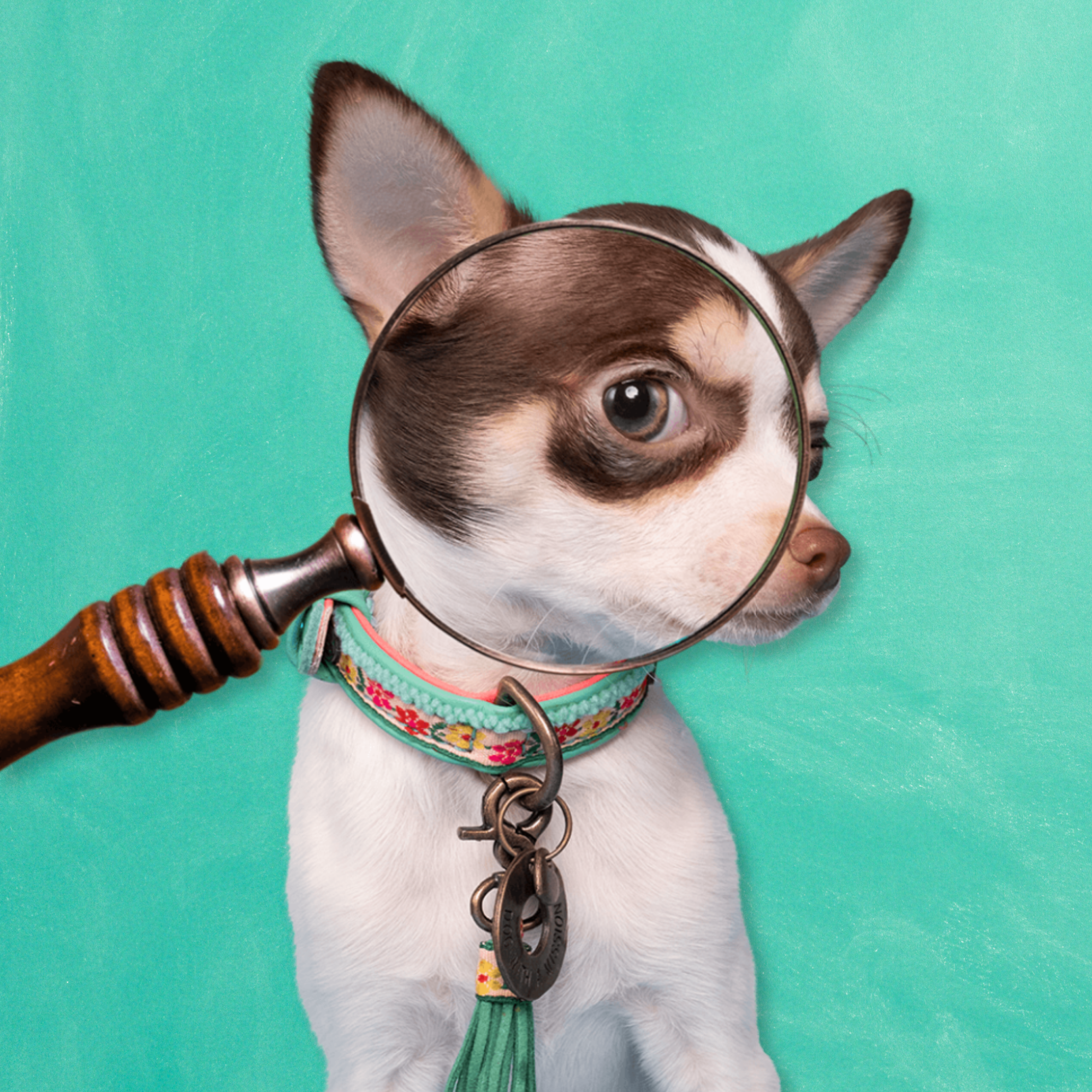 Dog with a Mission Bella XXXS collare cane turchese 15-21 cm