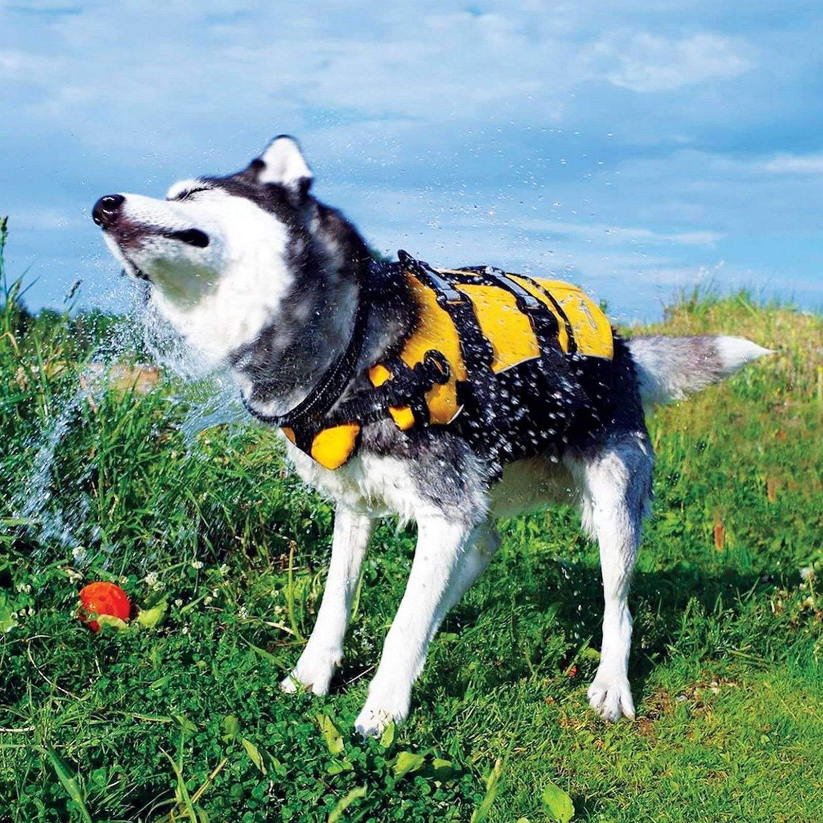 EzyDog Dog Life Jackets DFD salvagente cane L rosso