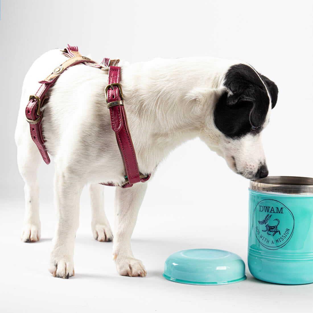 Dog with a Mission Cookie Monster Barattolo Cane Turchese