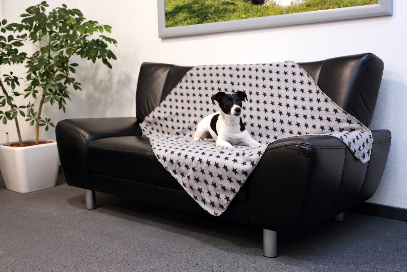 Kerbl Stella coperta cane 140x100 grigia stelle