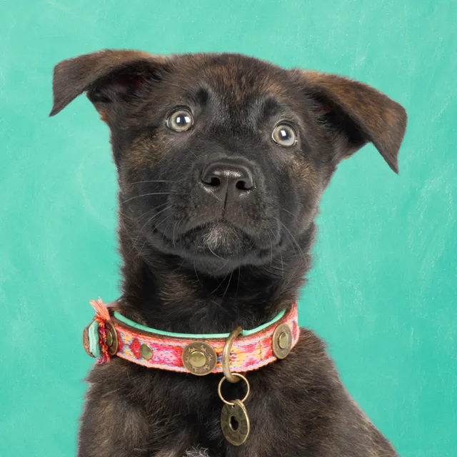 Dog with a Mission Boho Rosa collare cane XS rosa tessuto