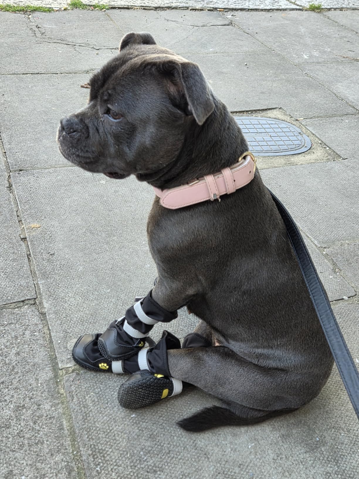 OHCOZZY Scarpette Cani Stivali Impermeabili M Nero 4 Pezzi