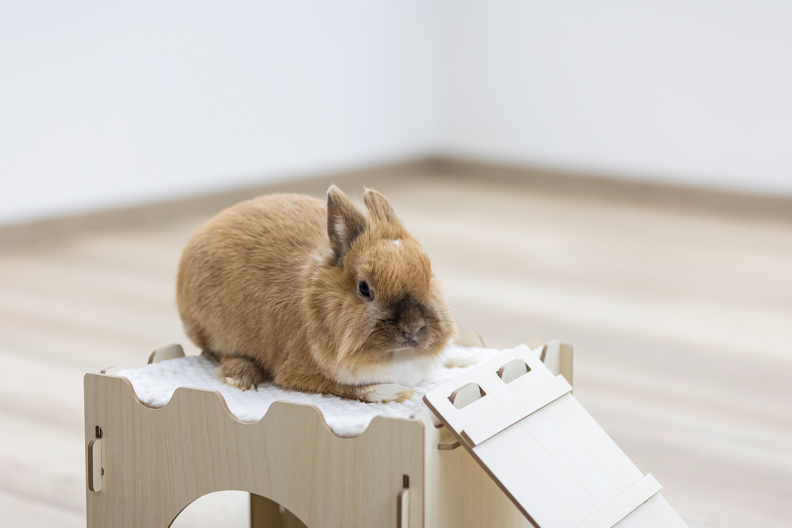 Kerbl Rodent Castle Casetta Roditori Legno con Rampa Cuscino