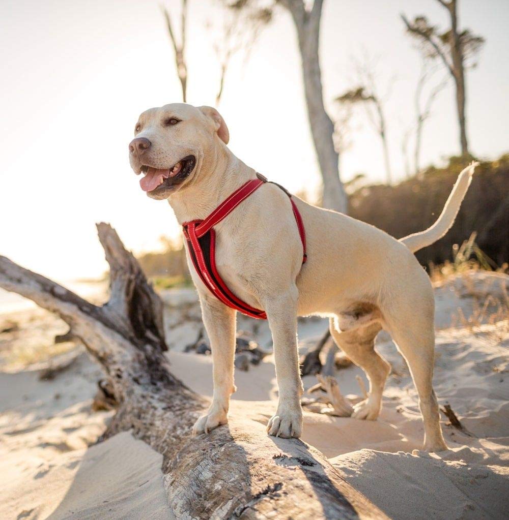 EzyDog Dog Harnesses Chest Plate Pettorina Ergonomica EVA