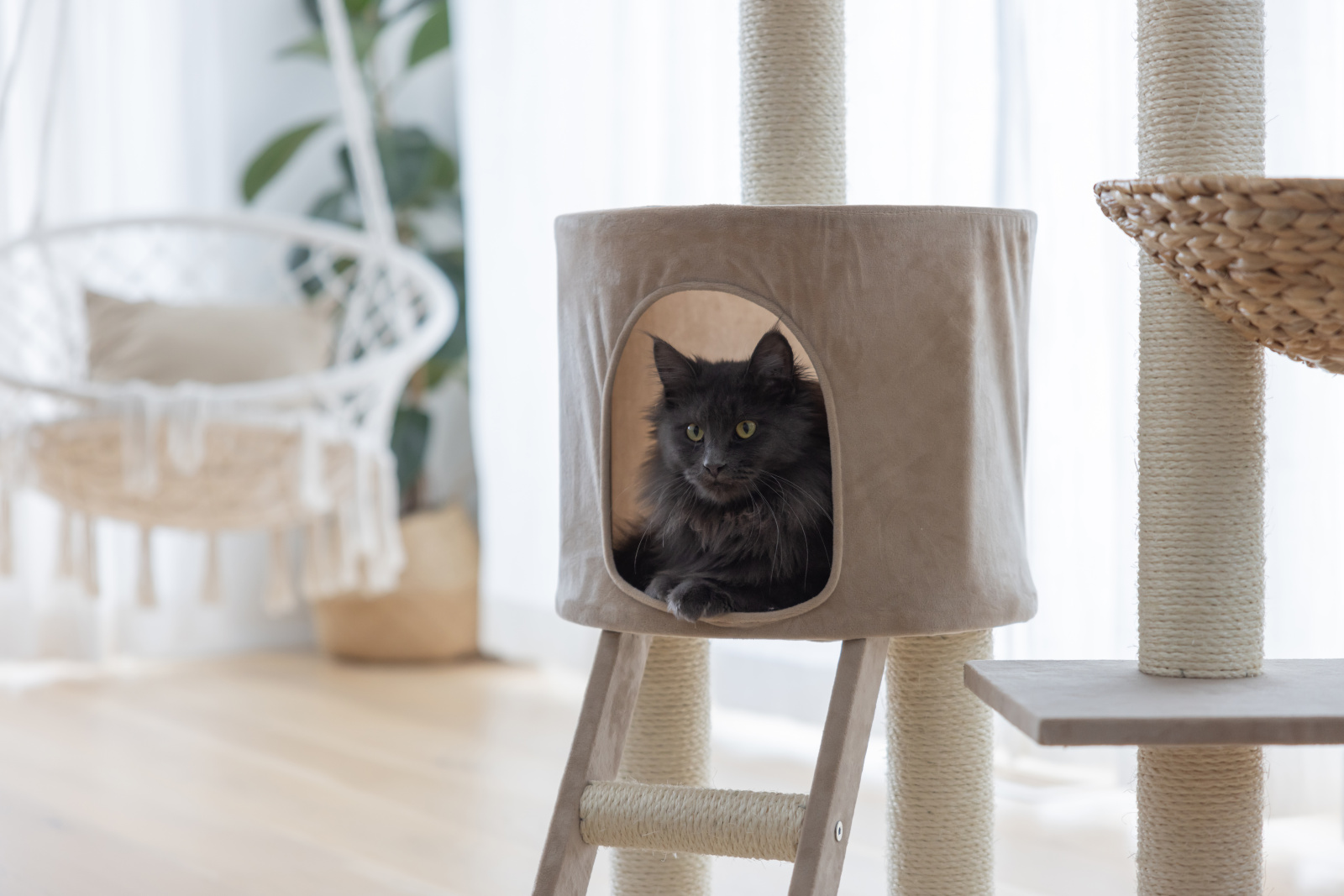 Kerbl Cat Scratch Banana Leaf Waxy tiragraffi gatto