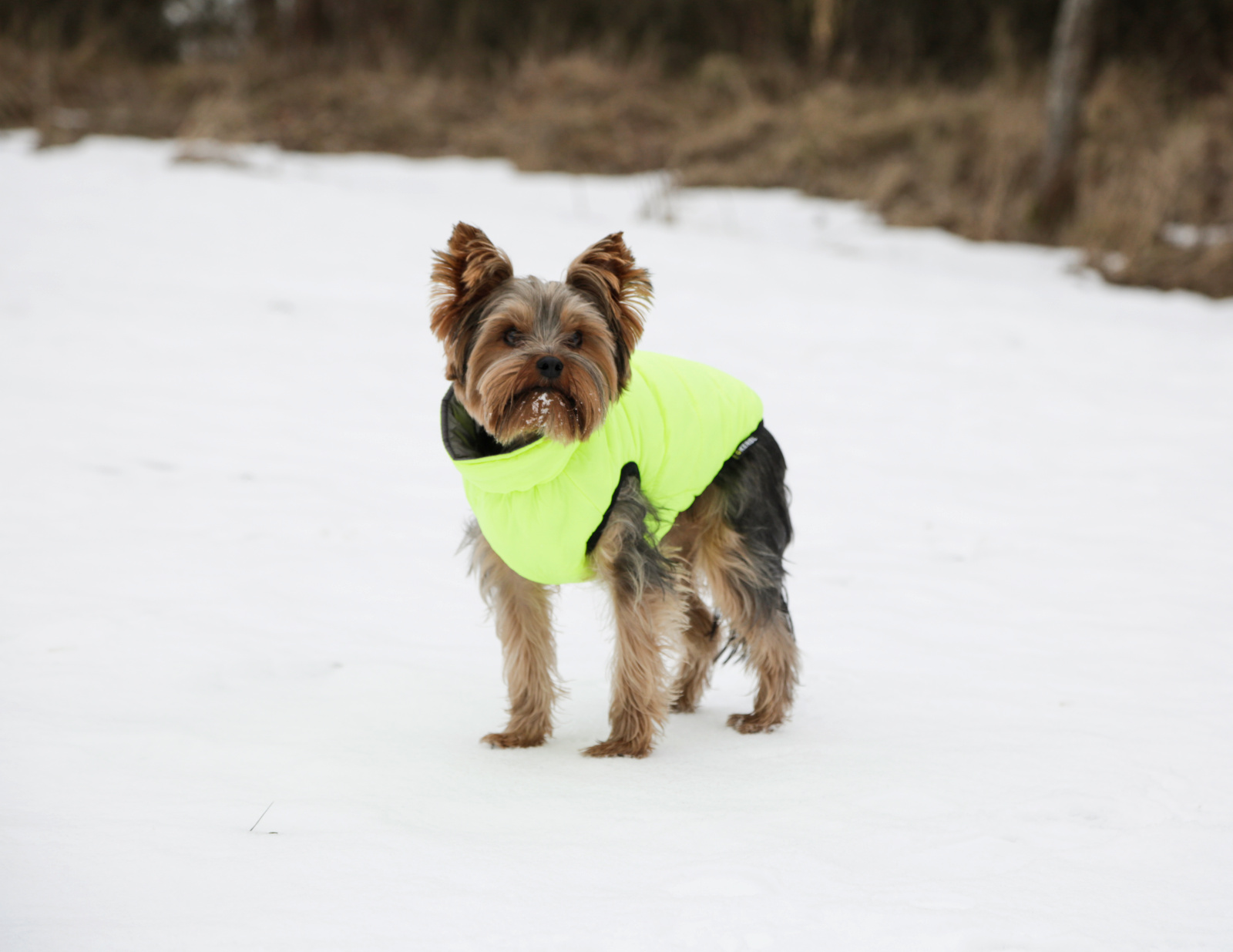 Kerbl Charmonix Quilted Coat cappotto cane reversibile