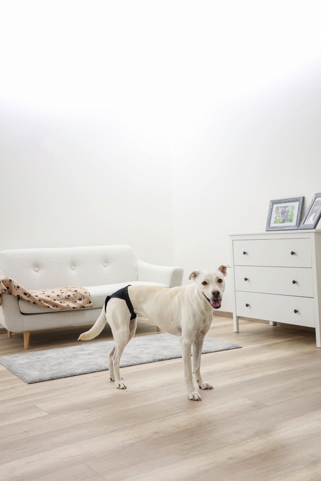 Kerbl Pet Pant Luxus mutandina cane calore cotone lavabile