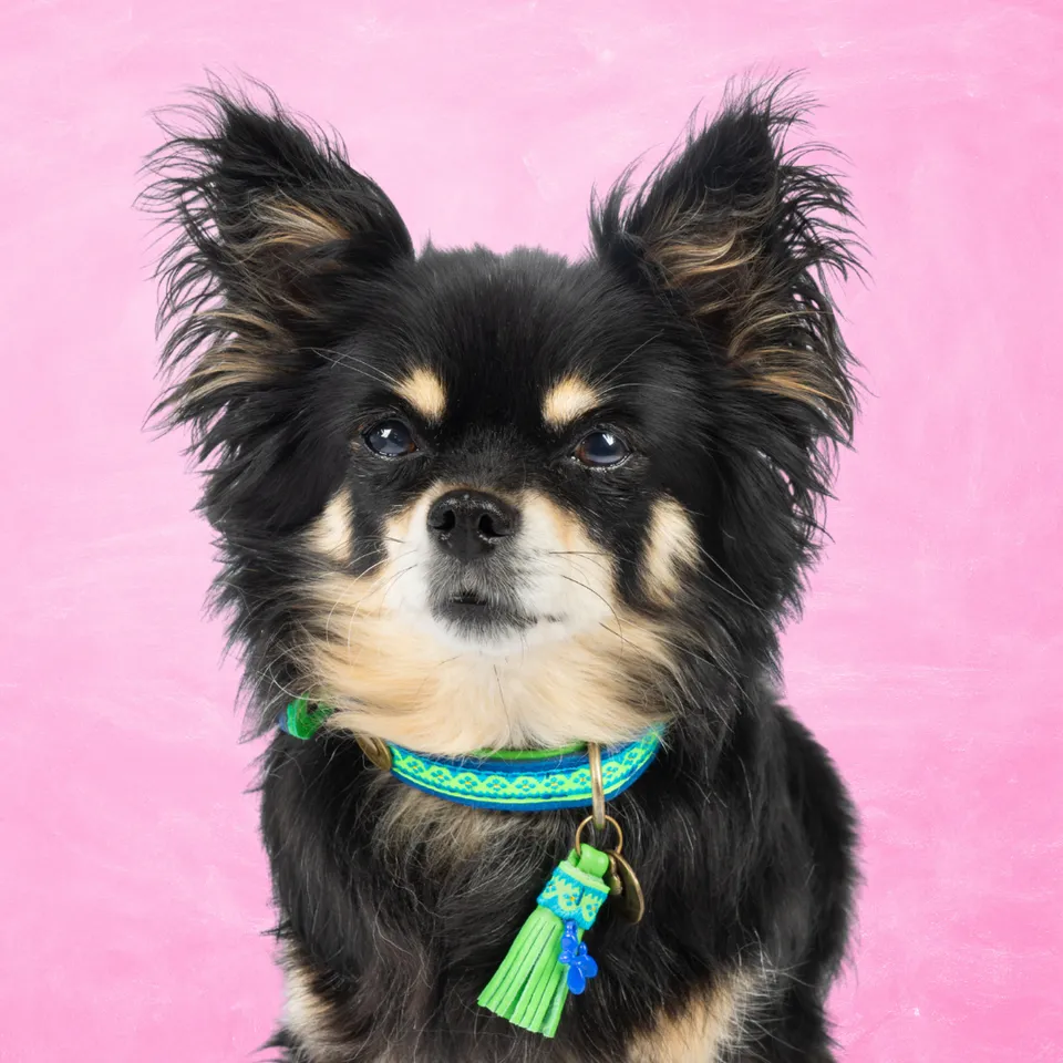Dog with a Mission Zula XS collare cane pelliccia blu verde