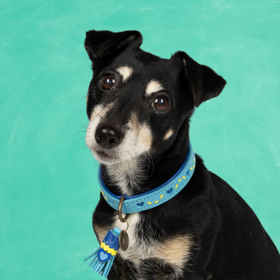 Dog with a Mission Sky collare S azzurro cuori 30-33 cm