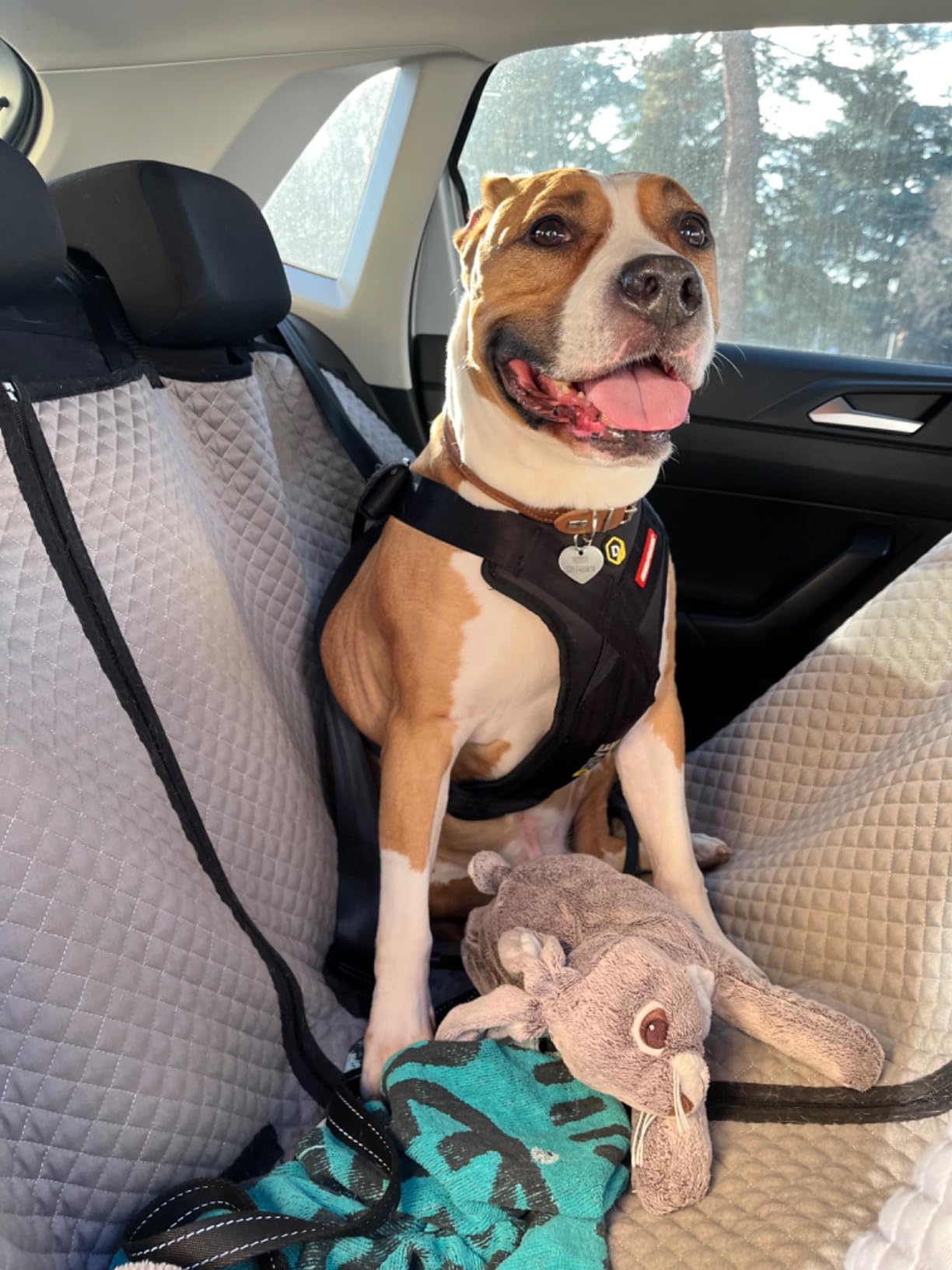 EzyDog Travel Drive Pettorina Auto Cane S Nero Crash-Test
