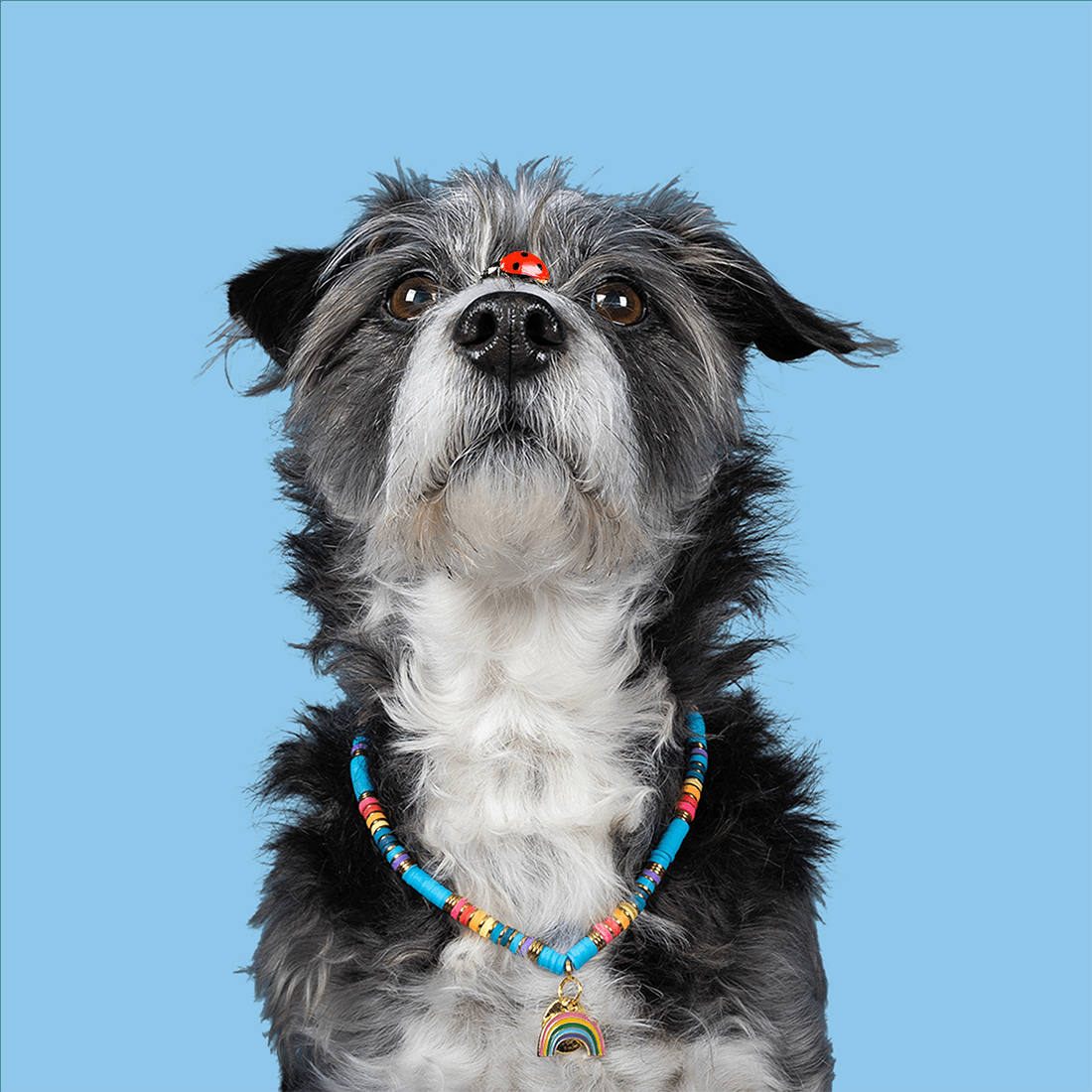 Dog with a Mission Rainbow XL collana cane arcobaleno 60 cm