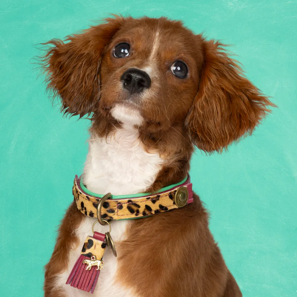Dog with a Mission Lou Lou XS collare cane pelle bordeaux animalier