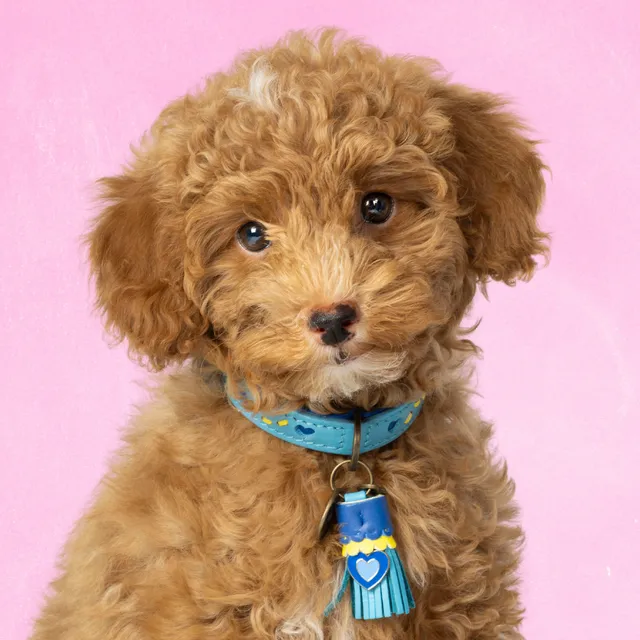 Dog with a Mission Sky collare cane XXS 22-24 cm azzurro cuori