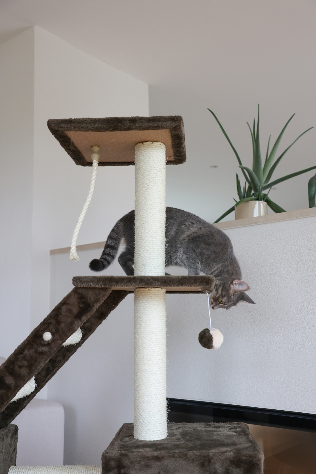 Kerbl Pet Cat Tree Granat tiragraffi gatto con amaca