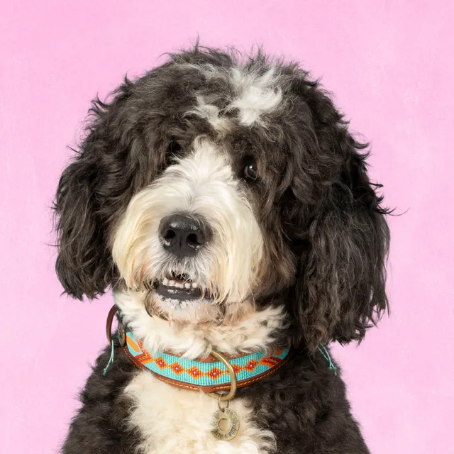Dog with a Mission Paddy Lee collare cane L 40-47 cm turchese