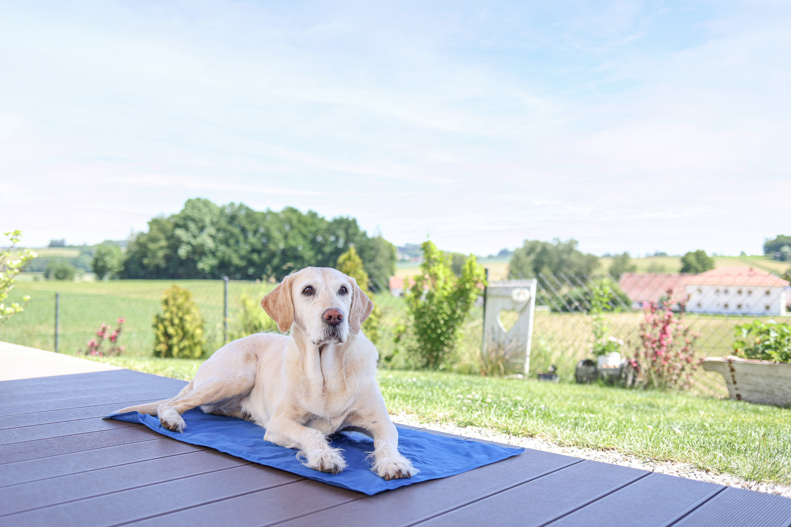 Kerbl Pet Cool-Relax Tappetino Refrigerante Cane Gel