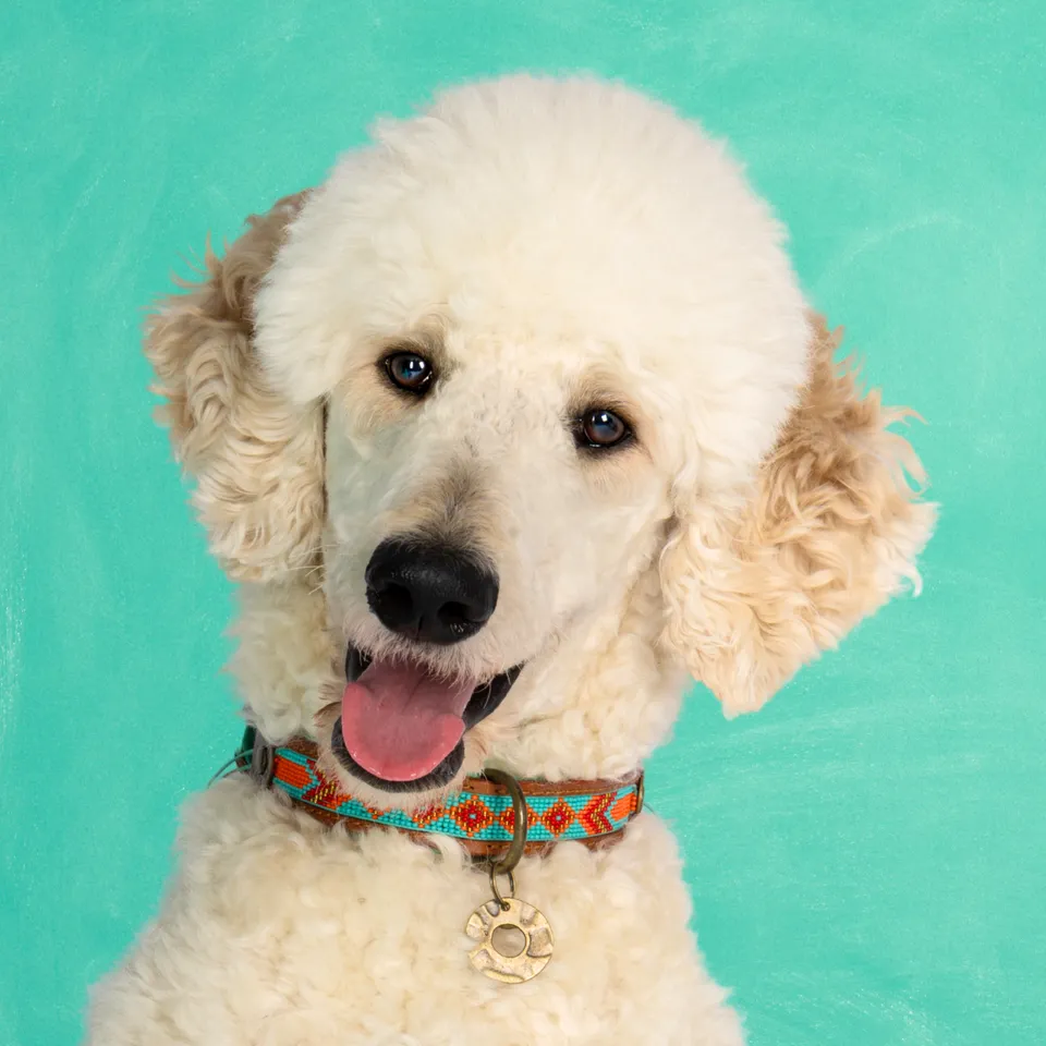 Dog with a Mission Paddy Lee L collare cane pelle perline turchese