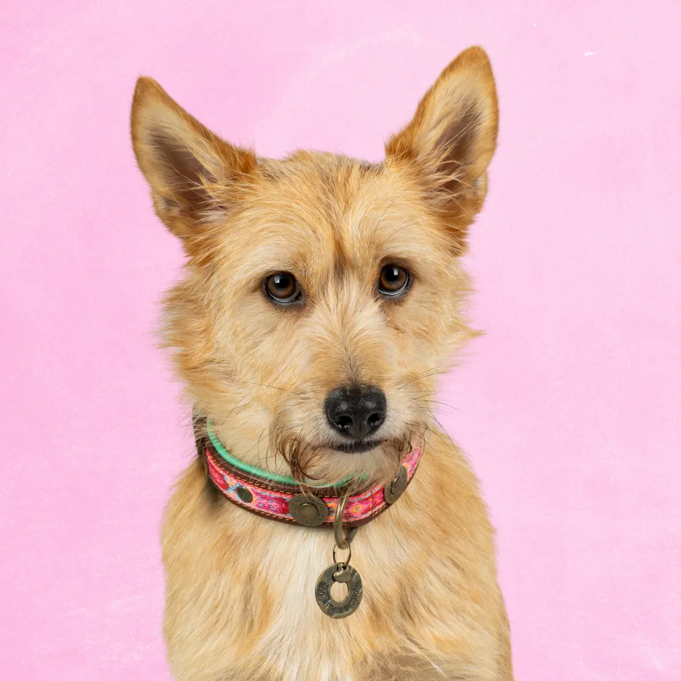 Dog with a Mission Boho Rosa collare cane S rosa 30-33 cm