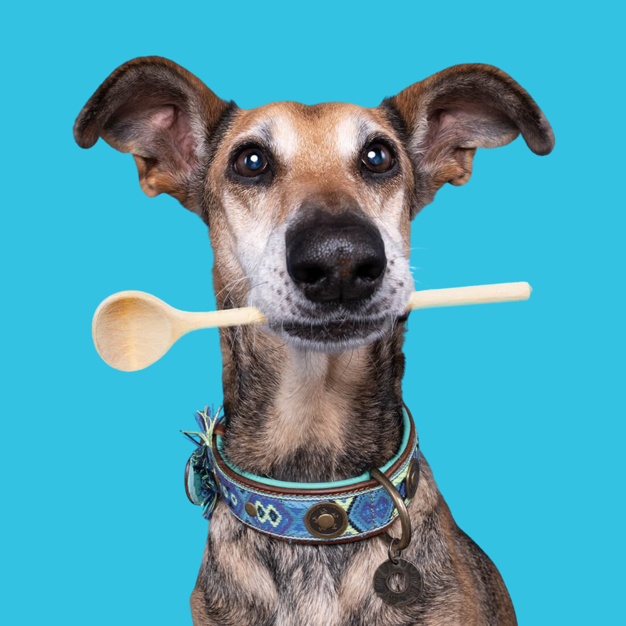 Dog with a Mission Boho Juan XS collare cane pelle blu 25-29 cm