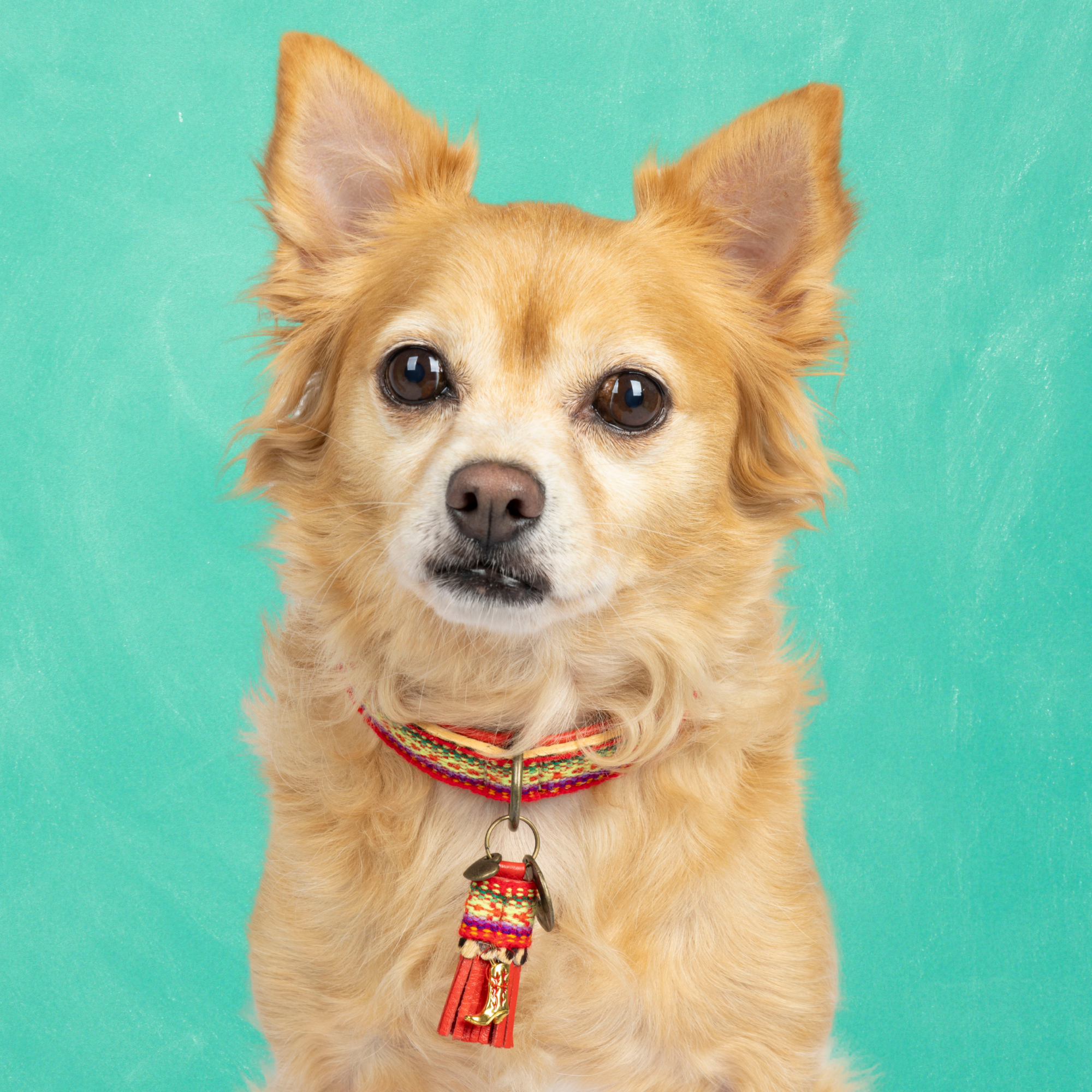 Dog with a Mission Gypsy S Collare Cane Rosso 30-33 cm