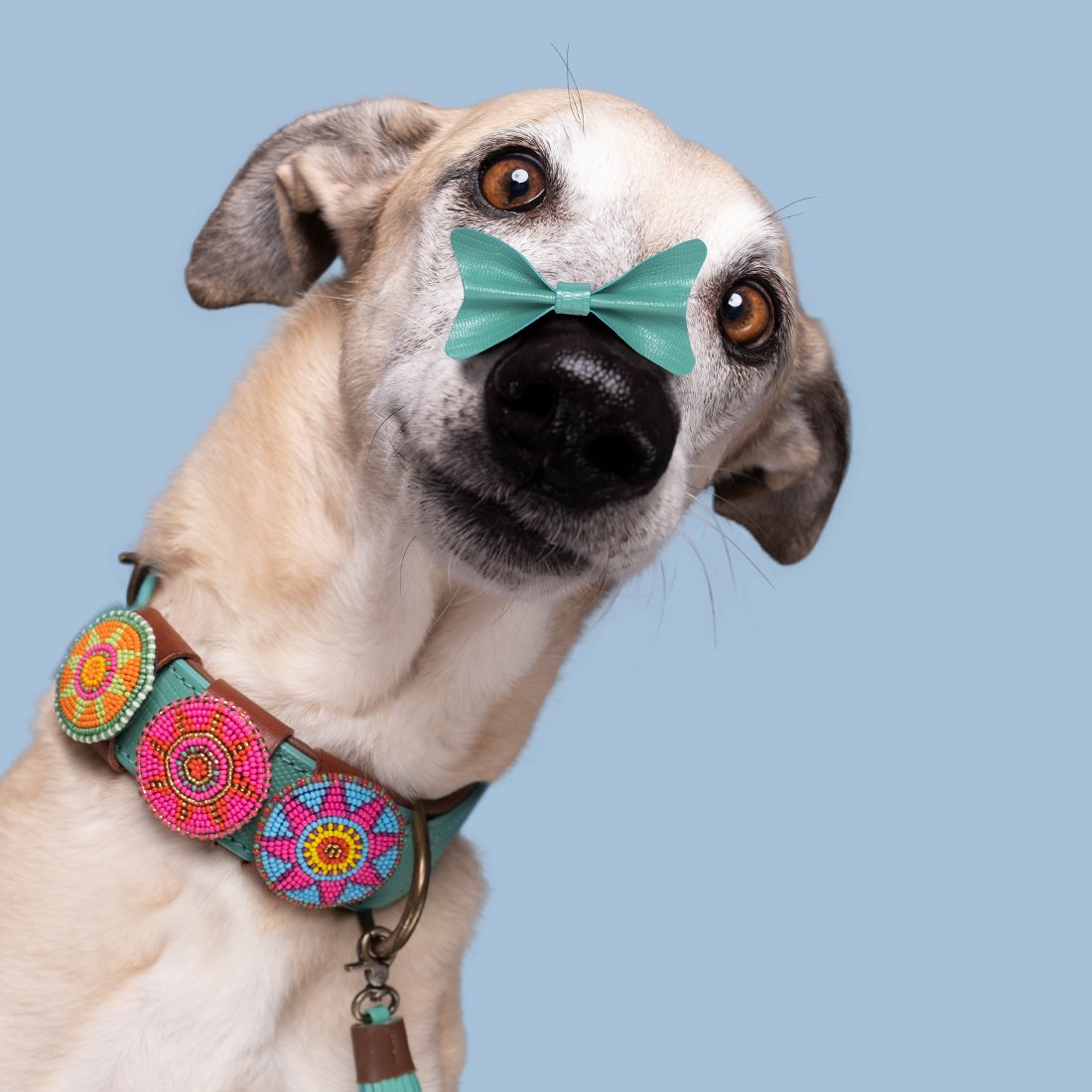 Dog with a Mission Bombay Treasure M accessorio collare scorrevole