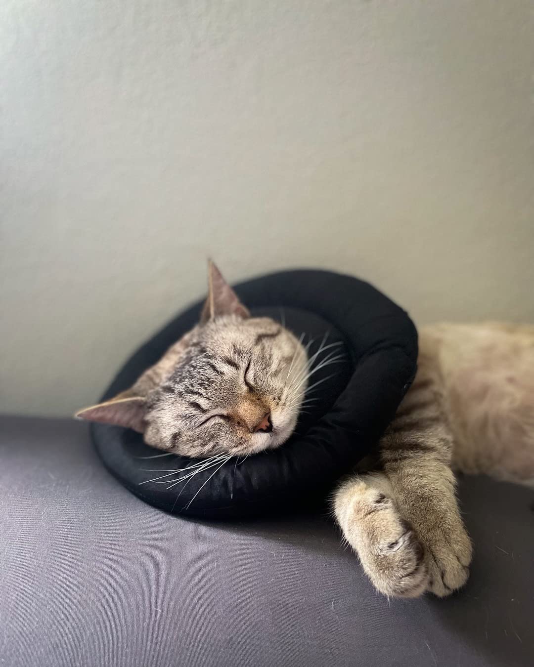 OHCOZZY Collare Elisabettiano Gatto M Azzurro Cotone