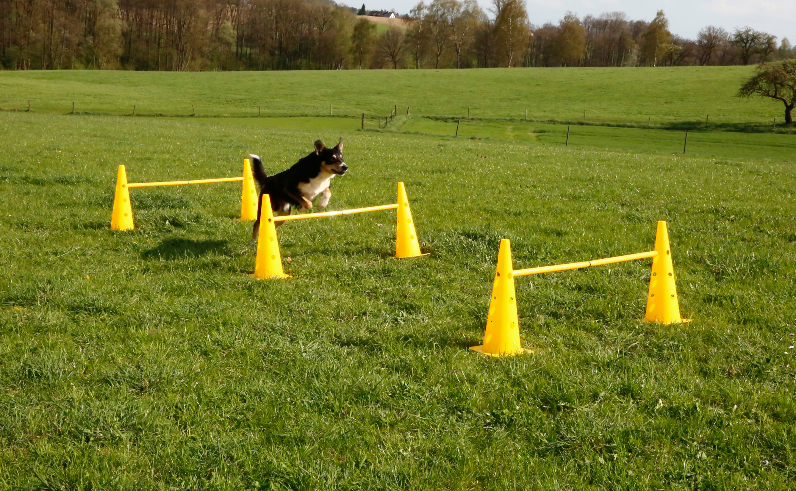 Kerbl Dog Training Agility set ostacoli 6 paletti slalom