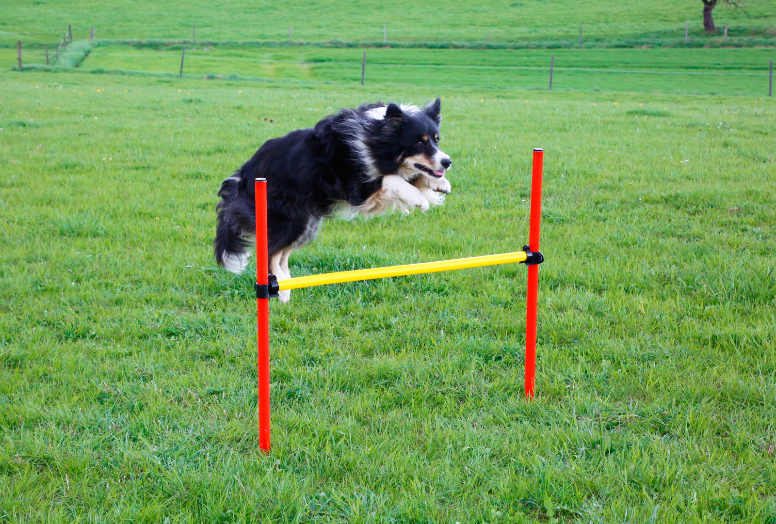 Kerbl Complete Set Agility Cane con Anello Salto Slalom