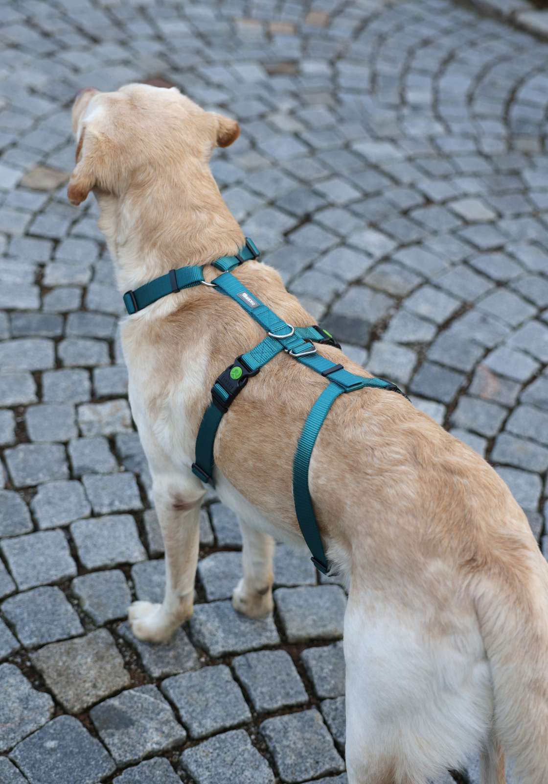 Kerbl Pet Panic Harness Miami pettorina antifuga nylon