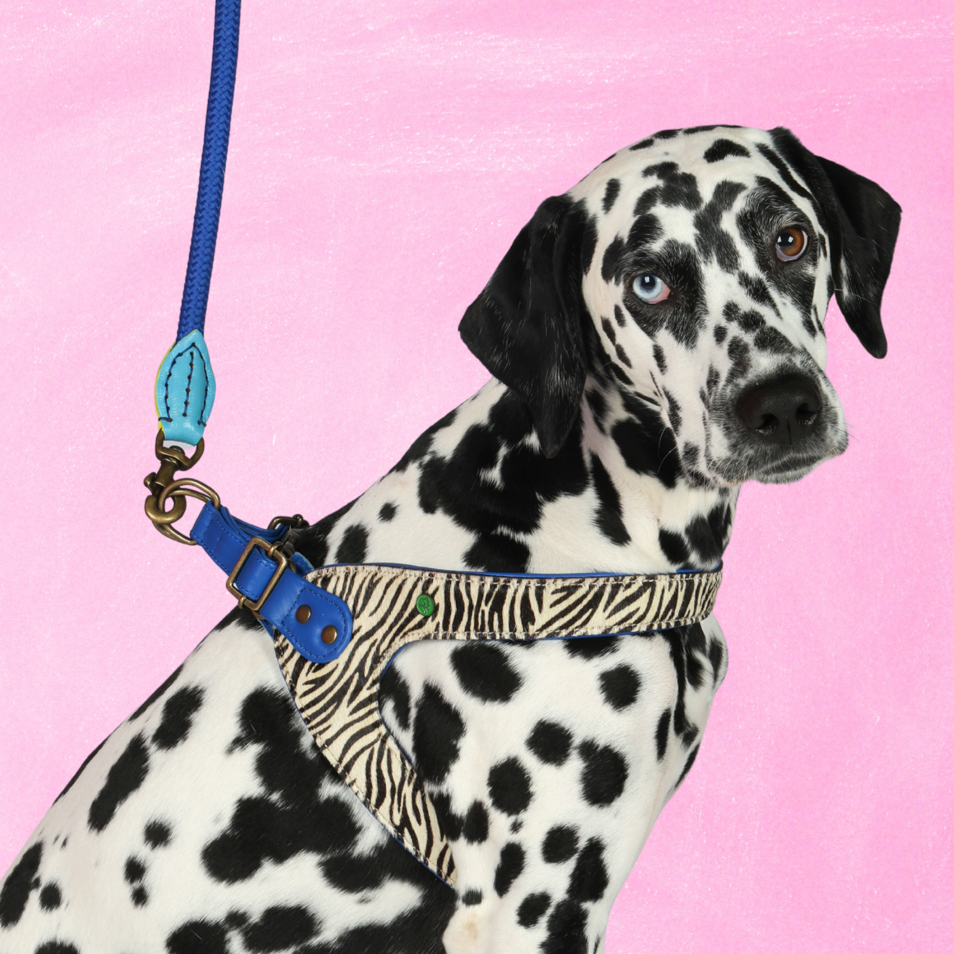 Dog with a Mission Dandy Pettorina Cane Zebra Taglia 9