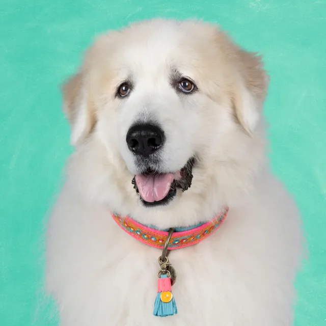 Dog with a Mission Indian Summer collare multicolor XXL 58-65 cm