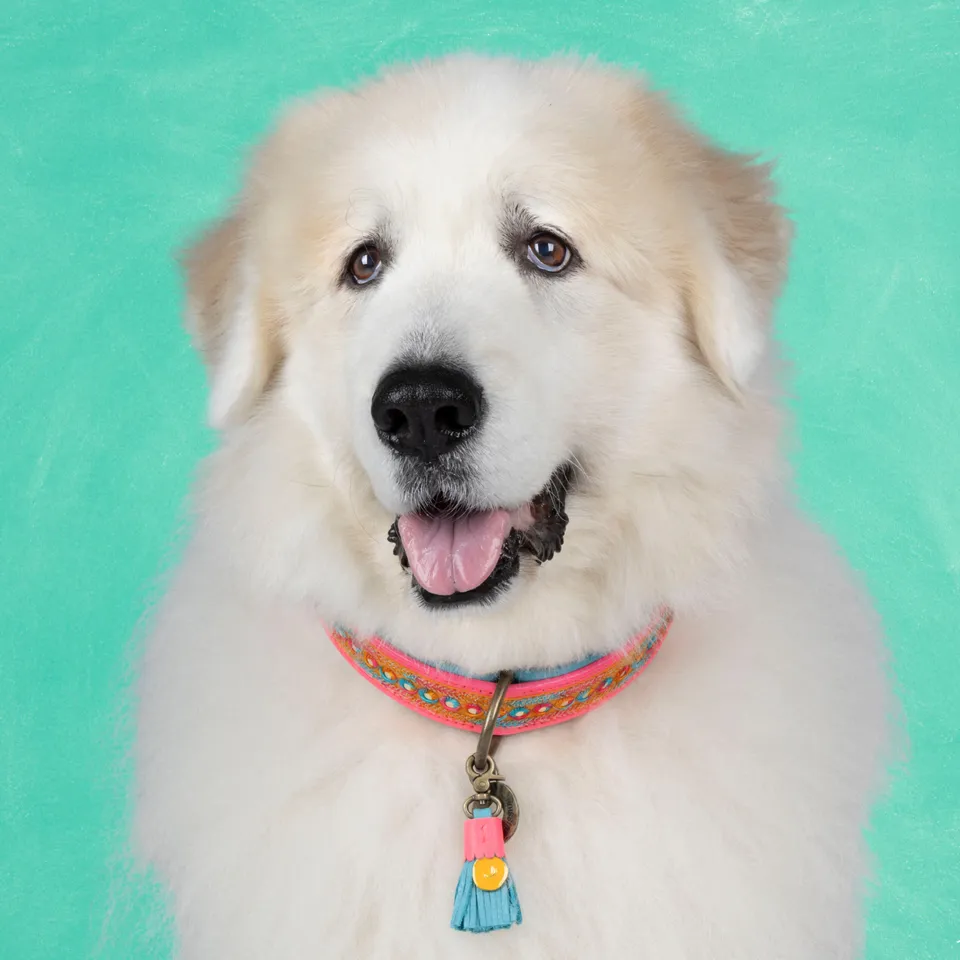 Dog with a Mission Indian Summer collare multicolor XXL 58-65 cm