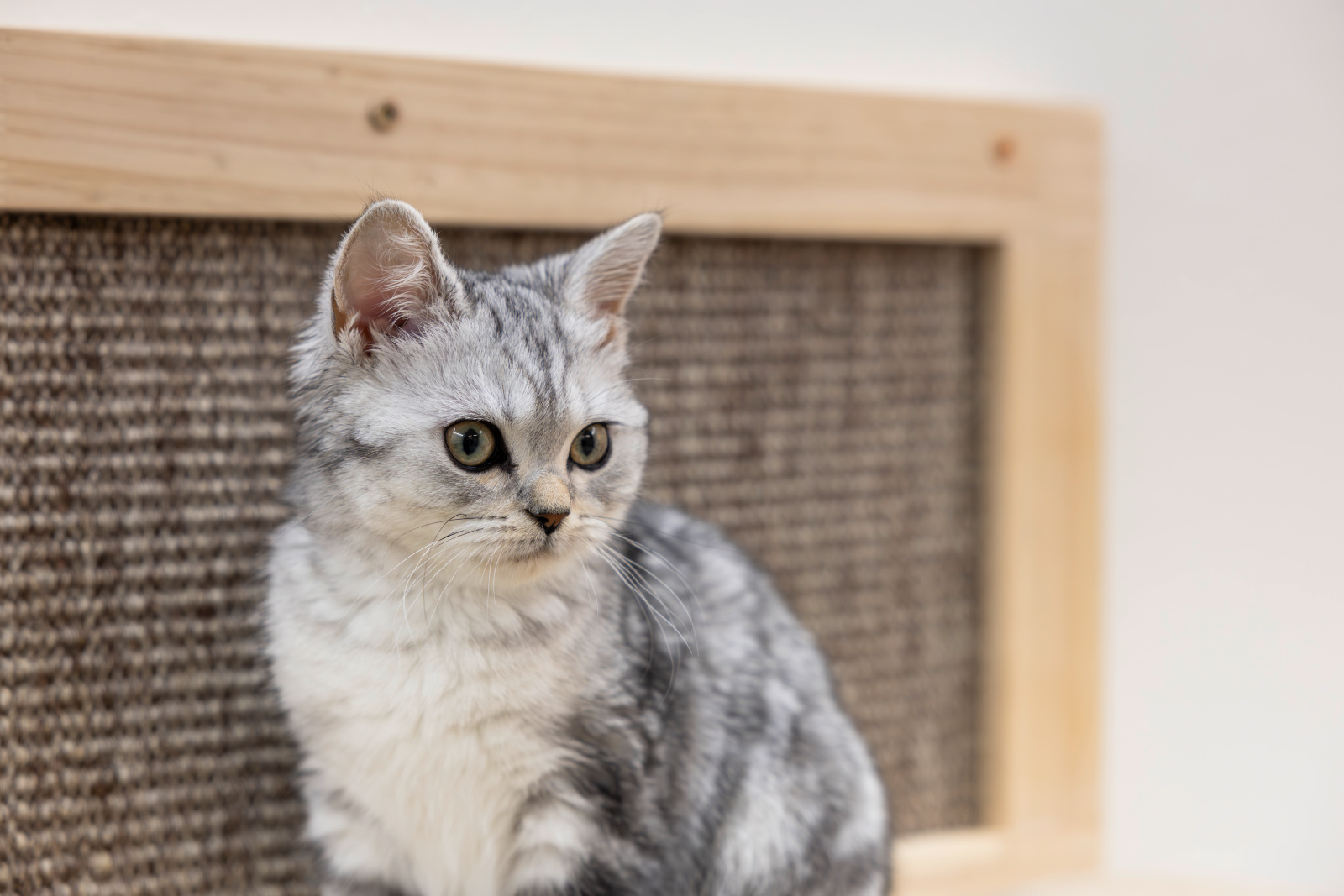 Kerbl Pet Timber cuccia parete gatto con sisal