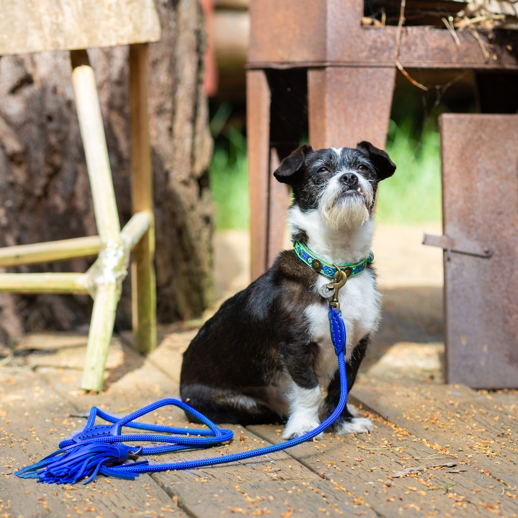 Dog with a Mission Indigo guinzaglio cane blu S 165 cm x 1 cm