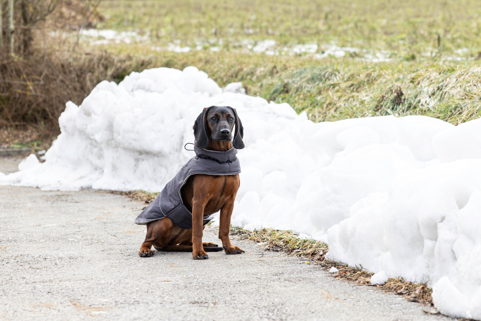 Kerbl Pet Montreal cappotto cane antivento con pile