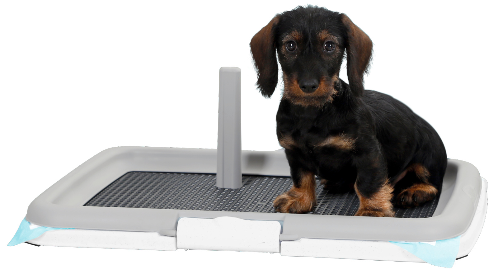 Kerbl Pet Puppy set toilette cuccioli con griglia